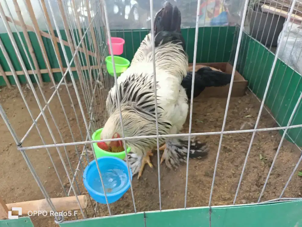 Dijual Ayam Brahma Jantan