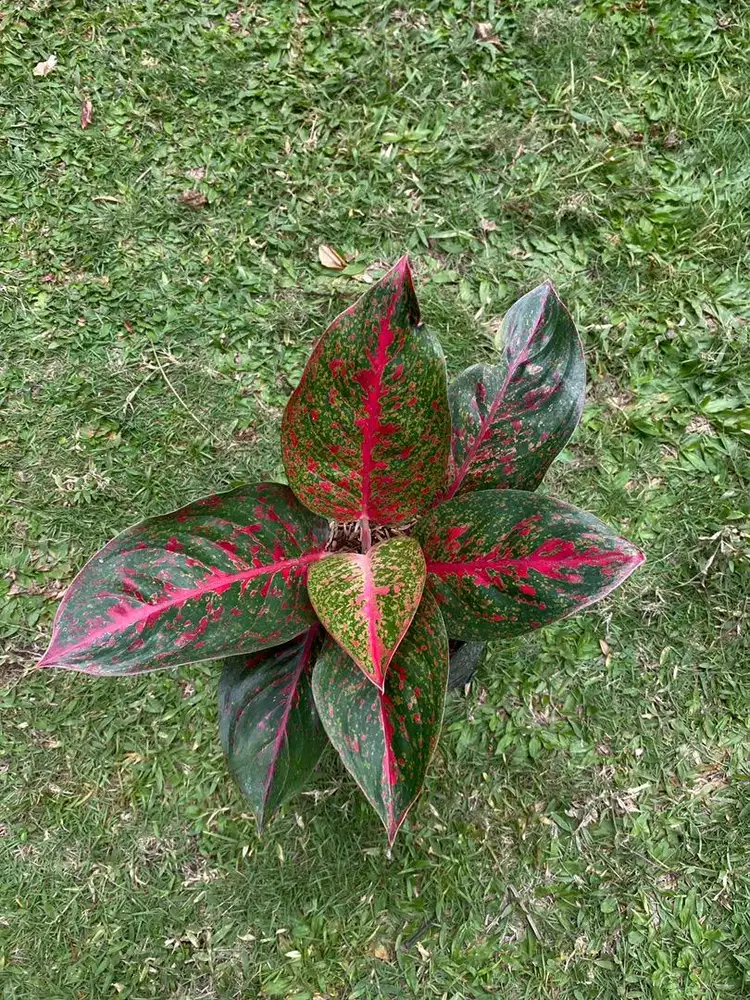 Aglaonema Red Stardust