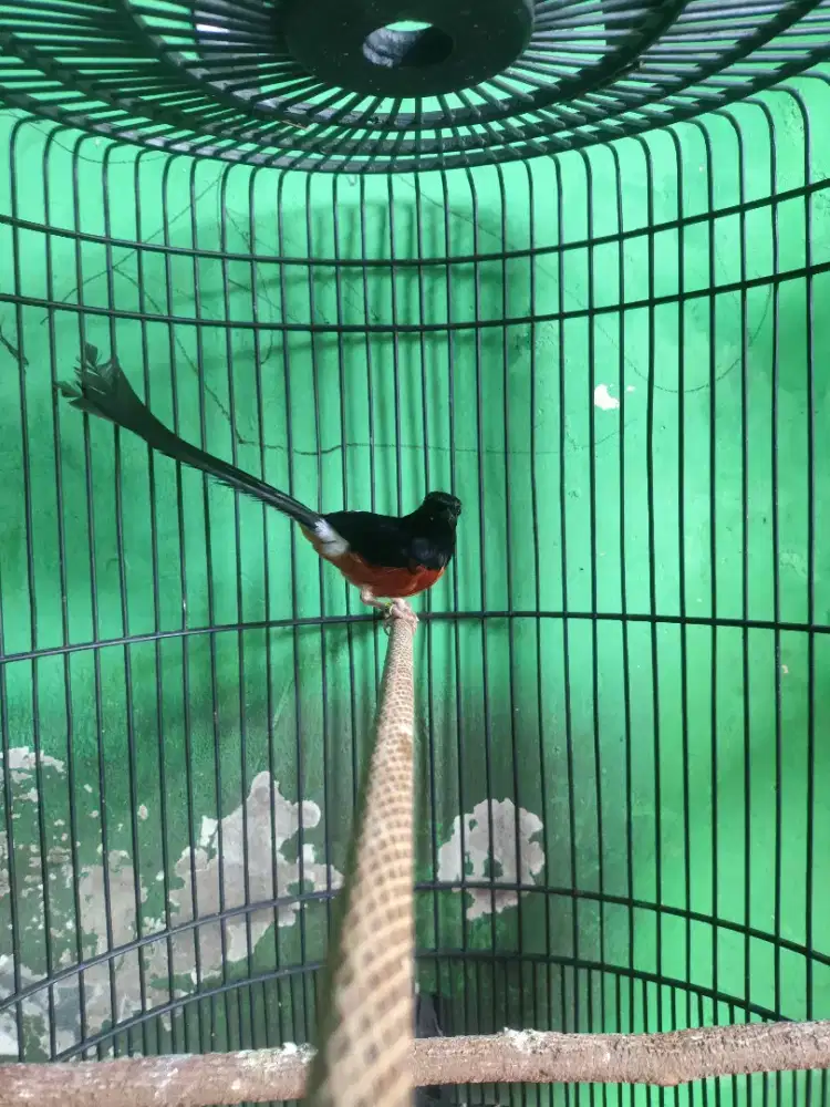 Murai batu ring jalan lapangan