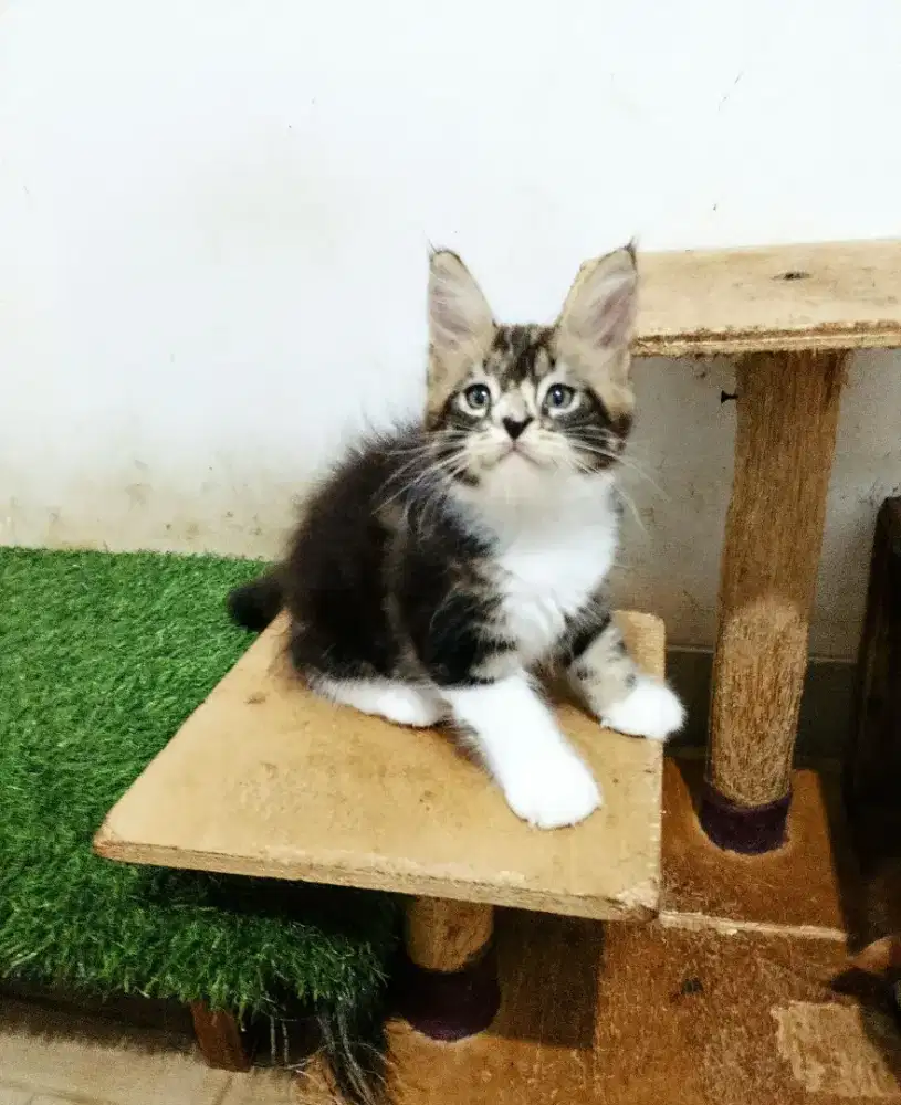 Kitten mainecoon Betina pure no mix. Induk ped Cfa Maine coon