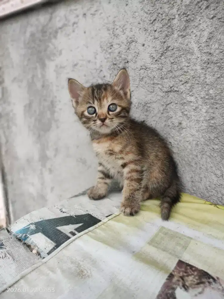 Open adopt anakan persia mixdome