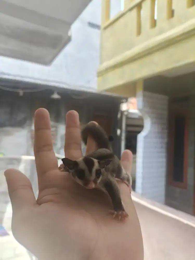 Sugar Glider Classic Gray Jantan (Joey)