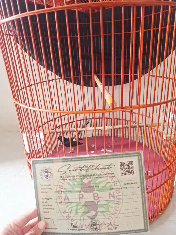 Murai batu ring resmi APBN ekor lengkung