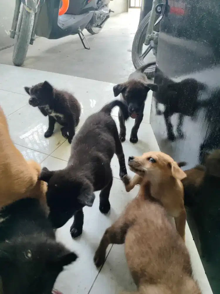 Jual murah anak anjing sehat dan lincah