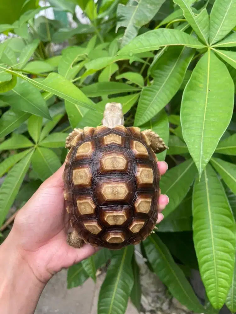 Sulcata 12cm Murah
