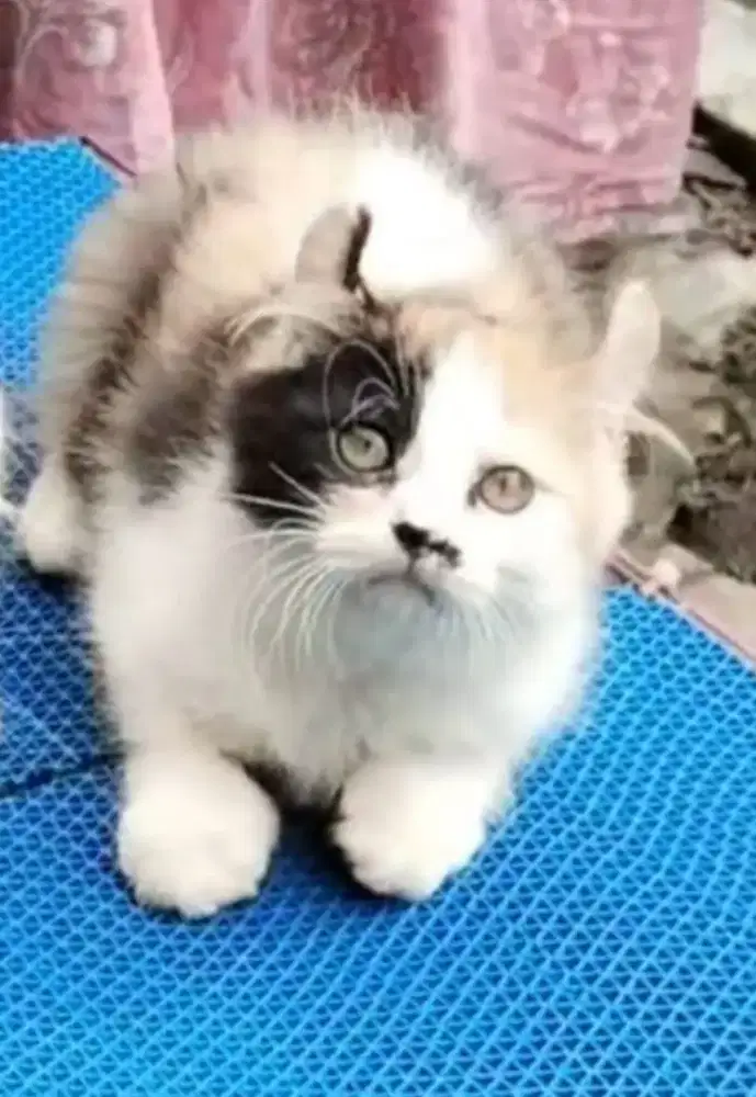 Kucing Calico American Curl