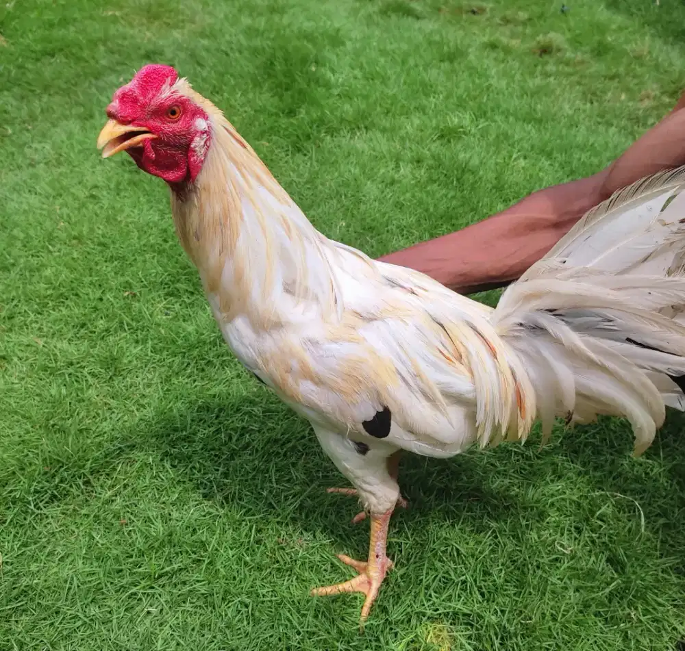 Dijual segera ayam srawah kuning di Denpasar