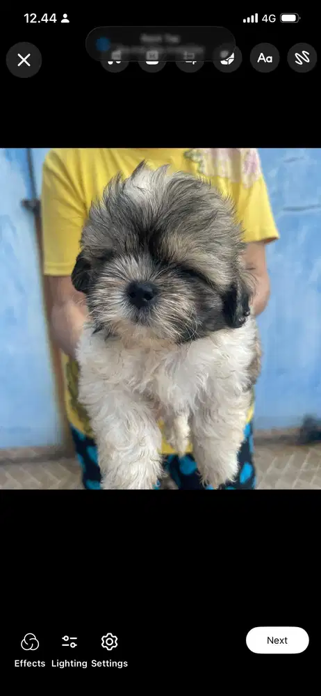 Anjing ShihTzu Medan