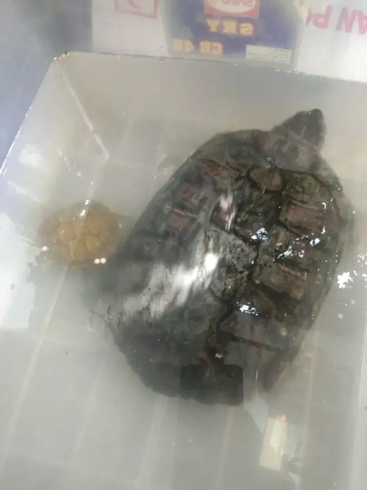 Kura-kura brazil jumbo