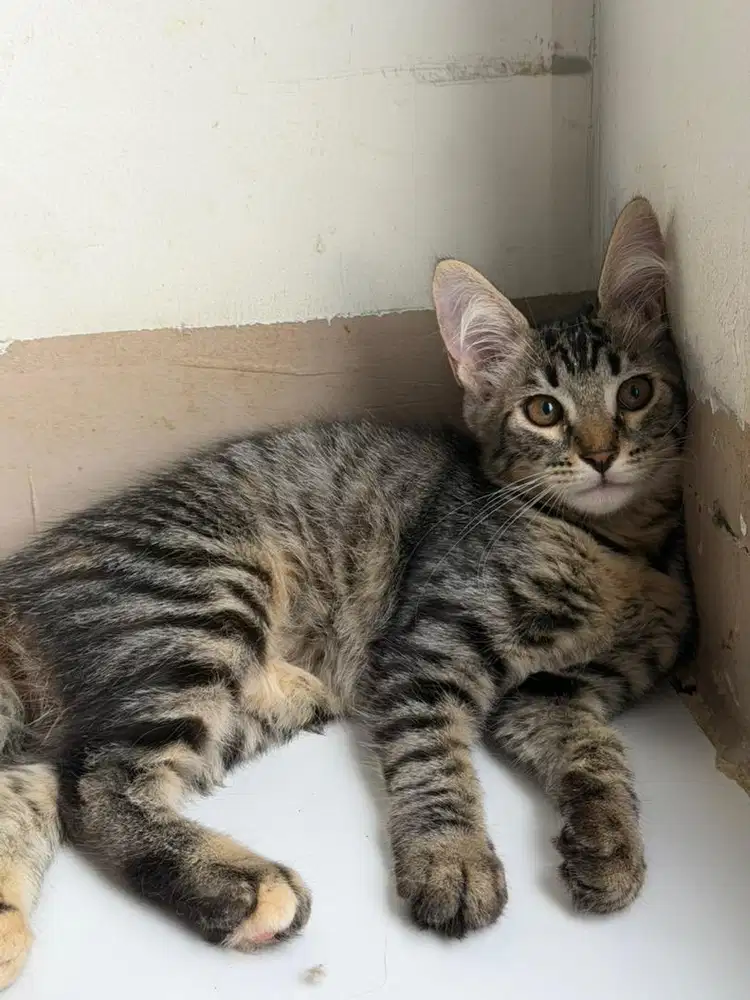 Mujaer Mixdom Persia