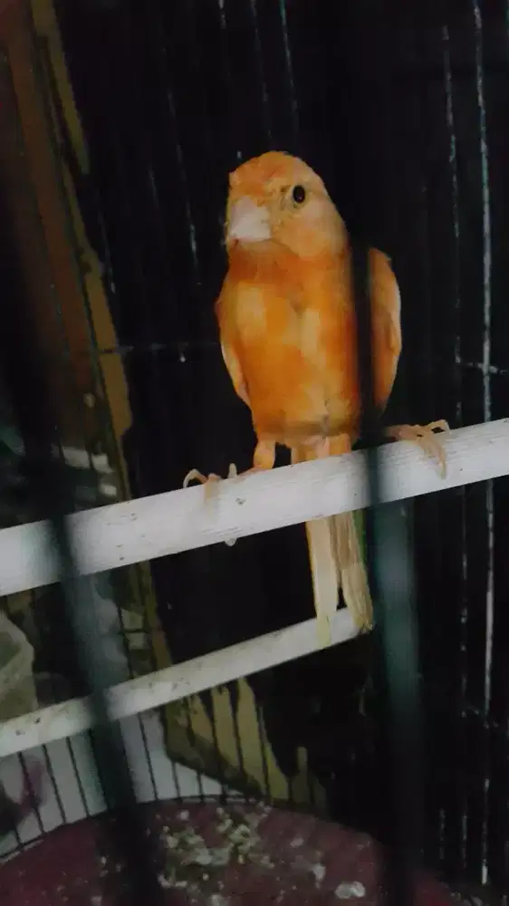 Anakan kemari merlok