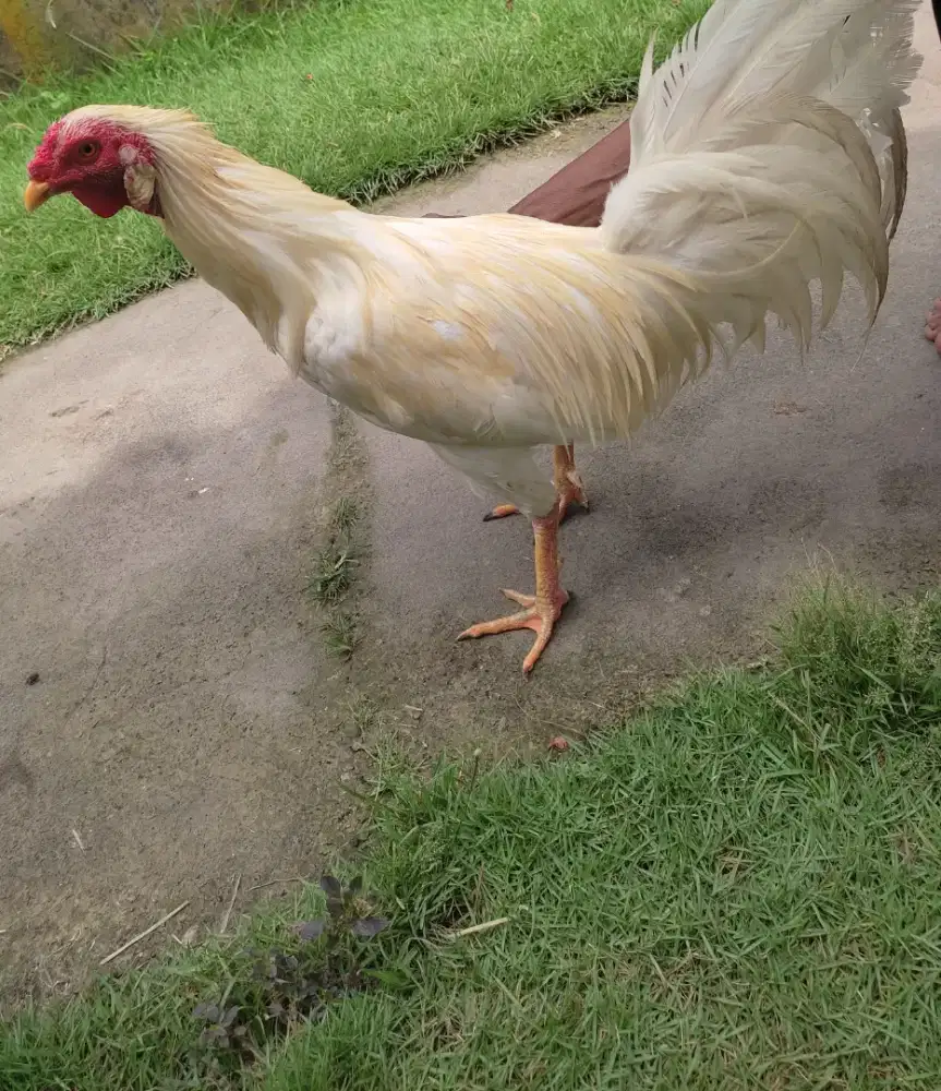 Dijual segera ayam sekuning gondala