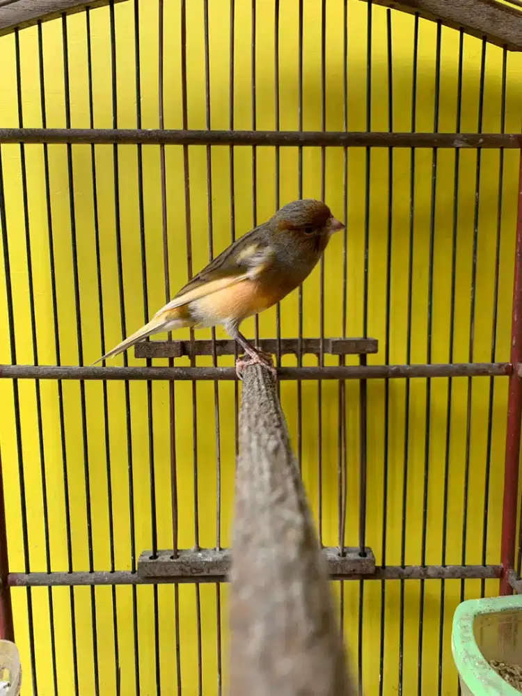 Kenari JM AF Gacor dor