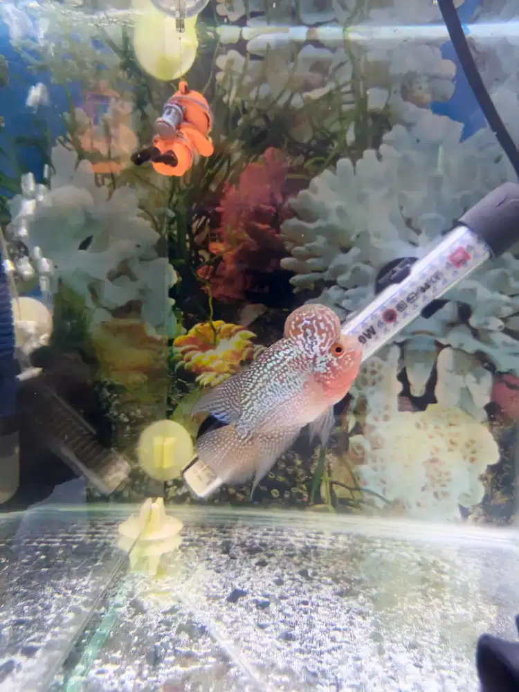 Ikan Louhan SRD (Ukrn 5 Jari) Kepala Jenong