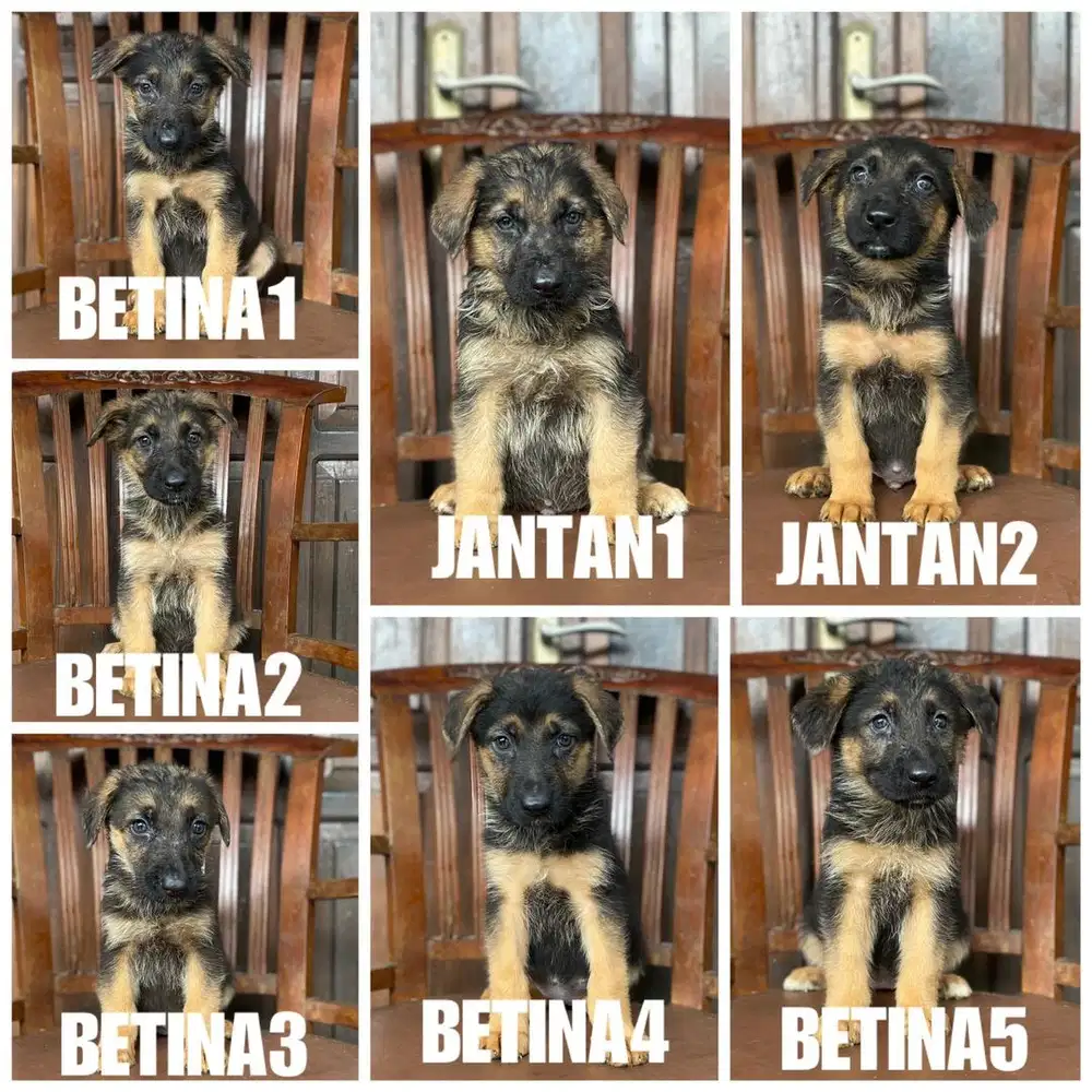 GSD / Herder Jantan Betina Stb Vaksin