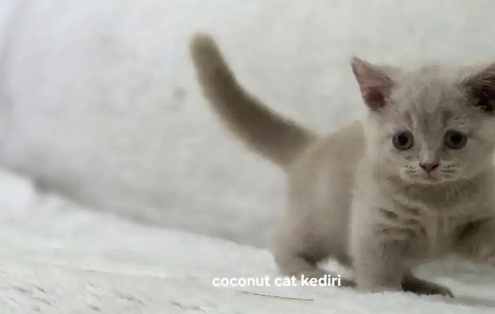 Munchkin bsh fawn carier cinnamon