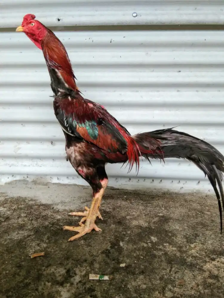 Ayam Banngkok Pakhoy Super Jalu