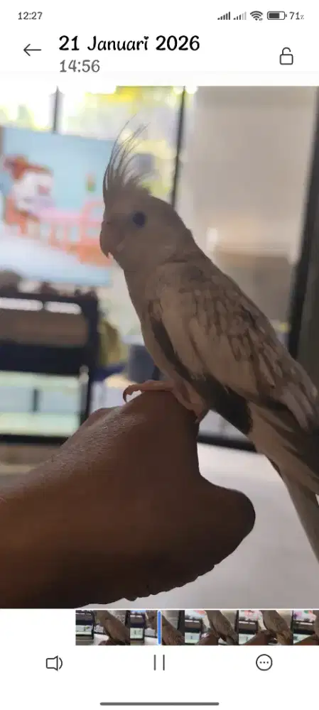 BURUNG PARKIT/FALK JINAK