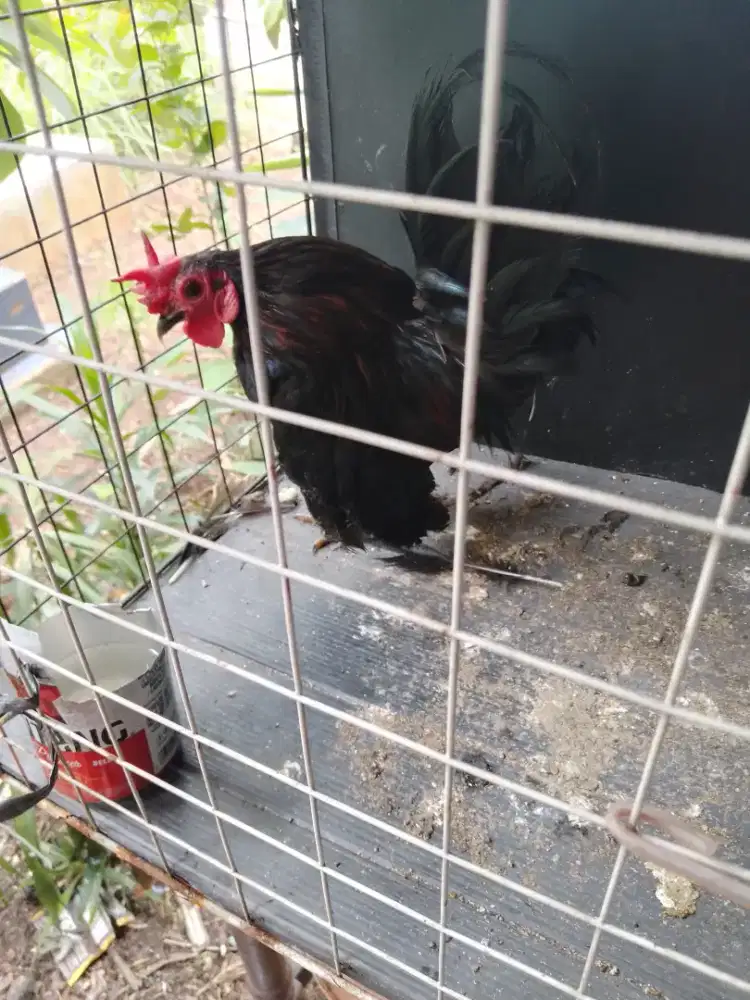 Di jual ayam Kate warna hitam