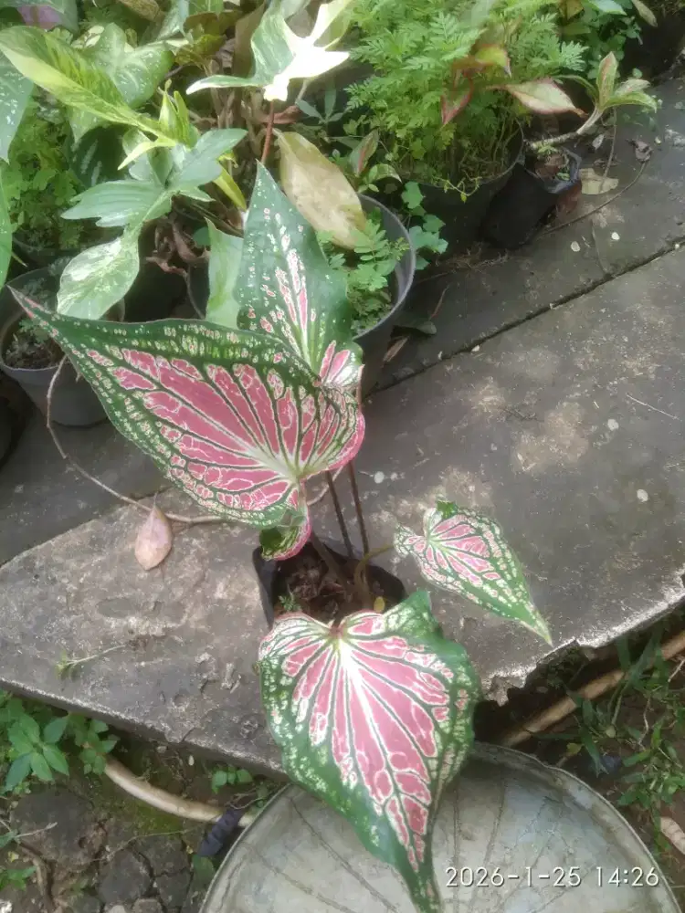 Keladi wayang  harga terjangkau