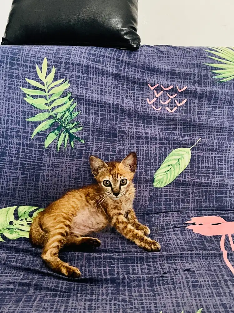 Kucing short hair Lokal Jaksel