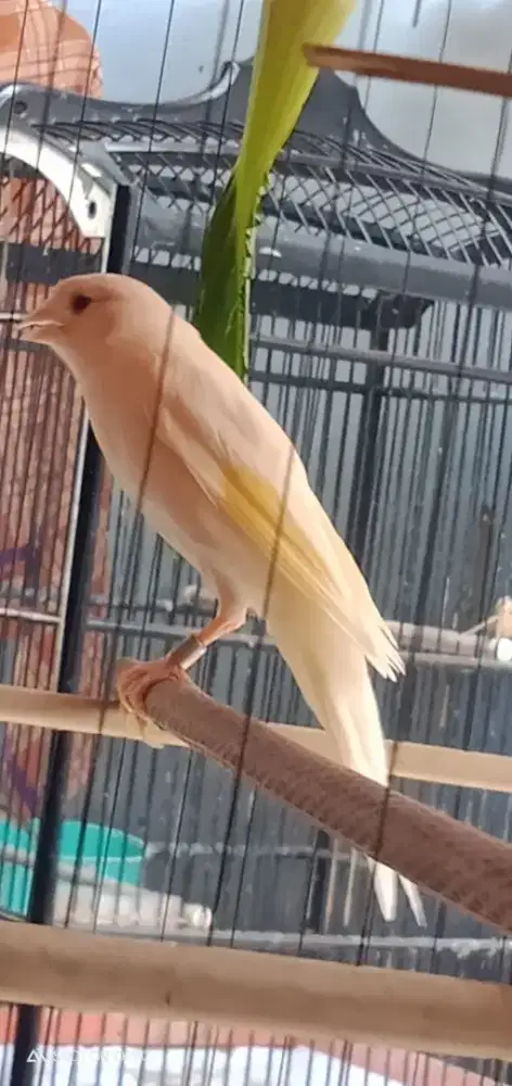 F1 sf paud jantan extrajos