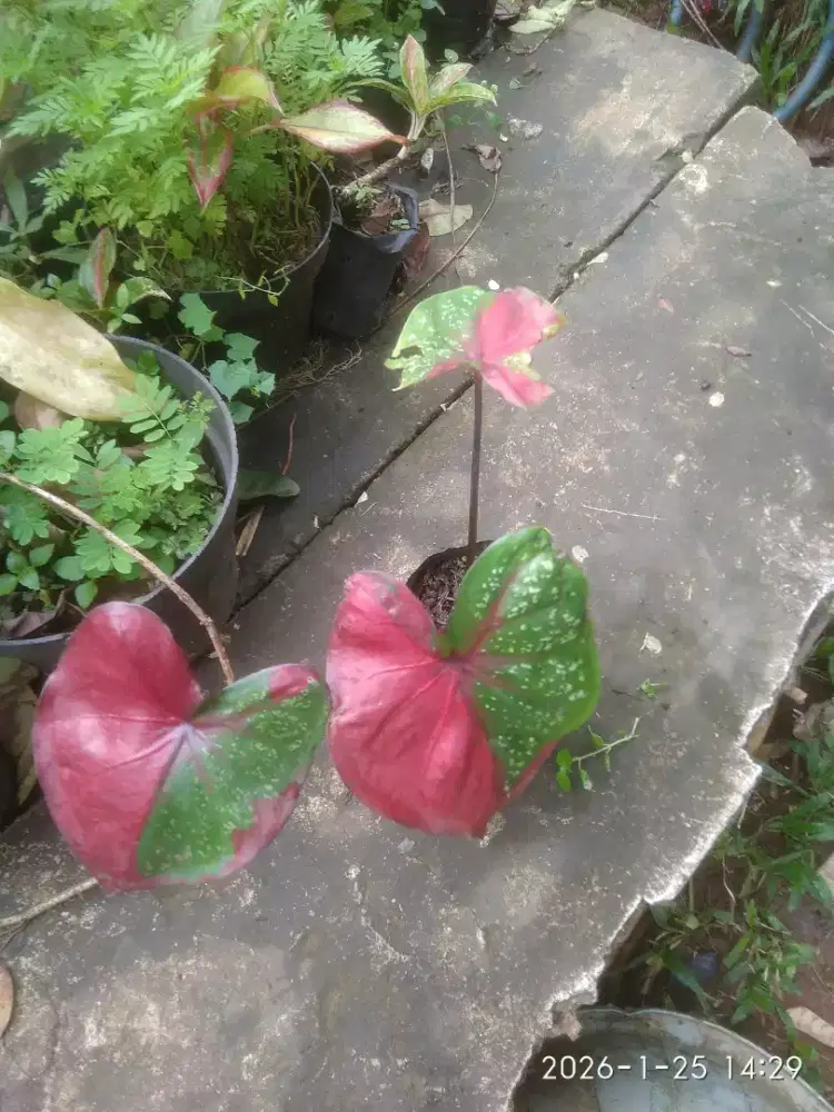 Keladi baret harga nego