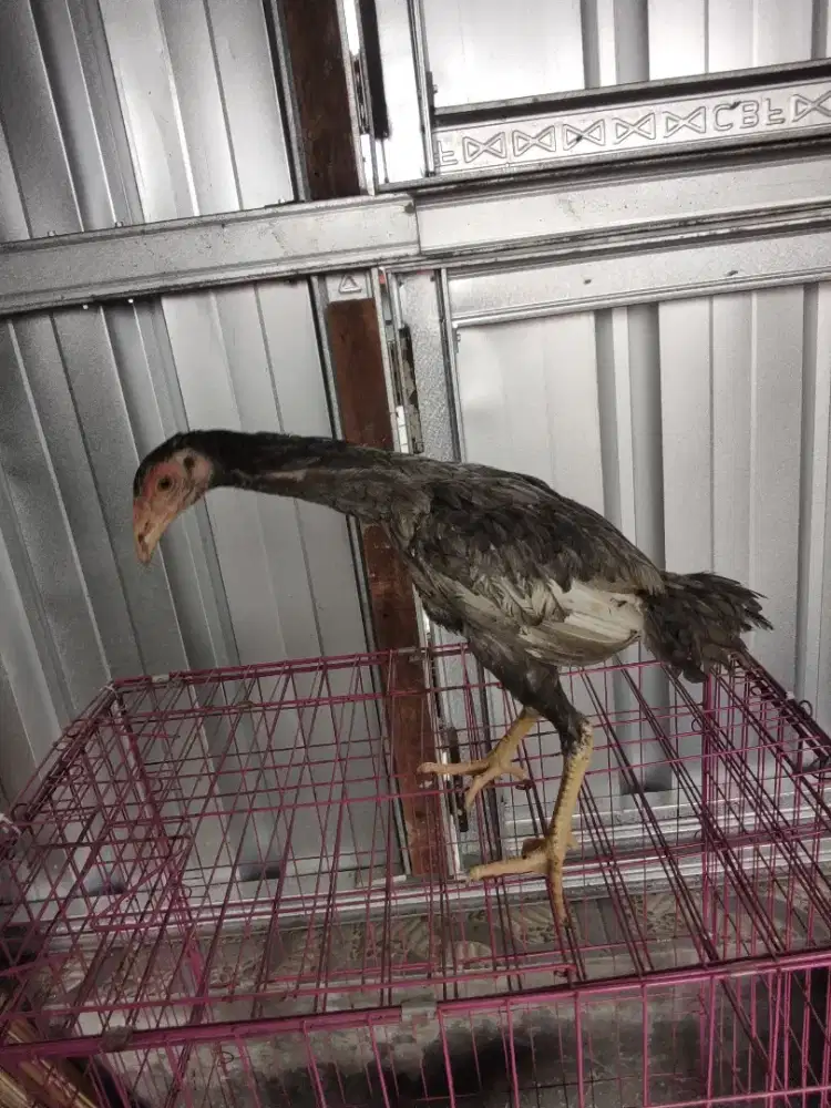 Ayam pakoy x pakoy 3 ekor