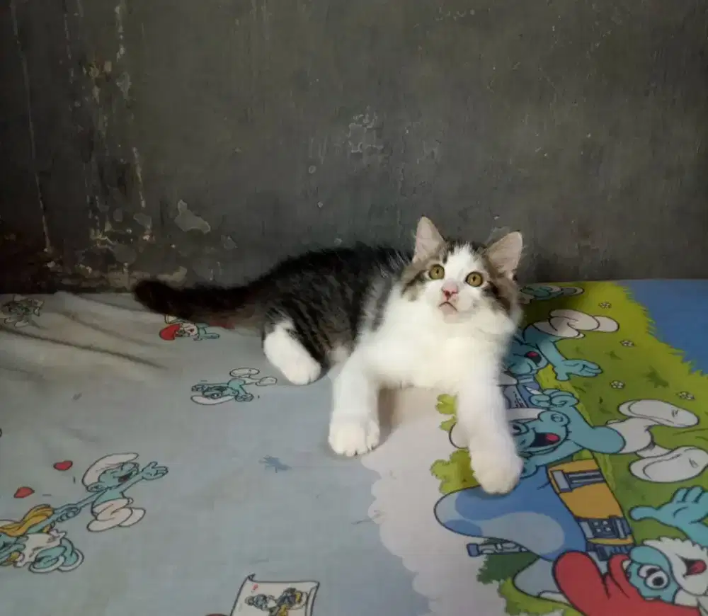 anak kucing persia mix mainecoon