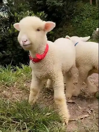 5 ekor anakan domba hias merino 4 bulanan 1 jantan 4 betina super puas