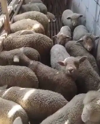 5 ekor anakan domba hias merino 4 bulanan 1 jantan 4 betina super puas