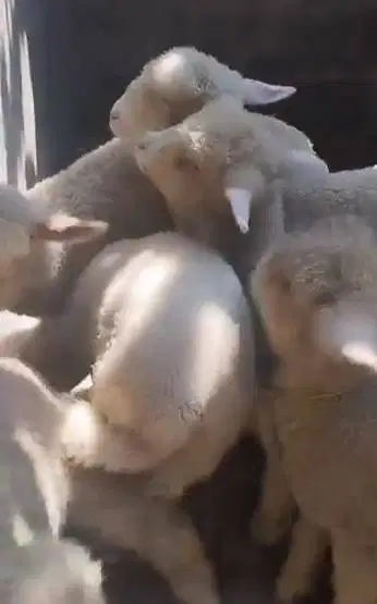 5 ekor anakan domba hias merino 4 bulanan 1 jantan 4 betina super puas