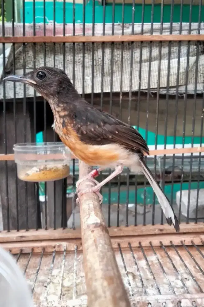 Murai Batu Medan Blorok Jantan Ring Merah Bodi Gede Super Prospekan