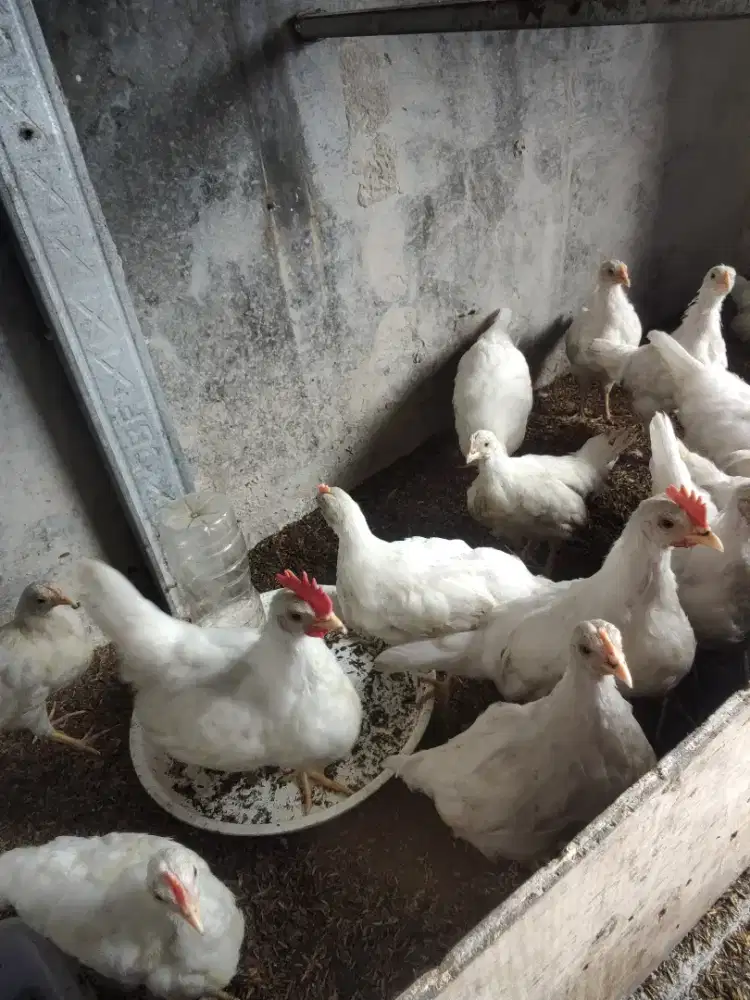 Ayam White Leghorn Ori usia 2 bulan ++