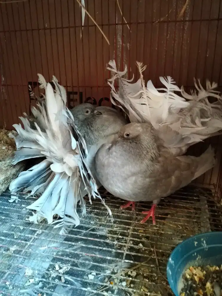 Merpati English Fantail Trah Warna Silver - Sepasang (Jarang Ada)