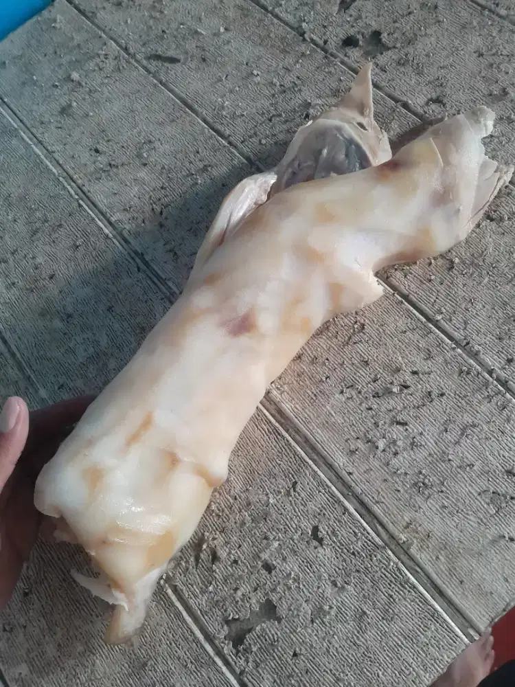 Jual Kaki Sapi Lokal/Tunjang