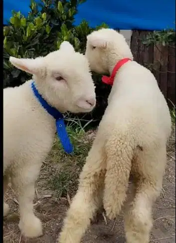 5 ekor anakan cempe domba hias merino 1 jantan 4 betina 4 bulanan unik