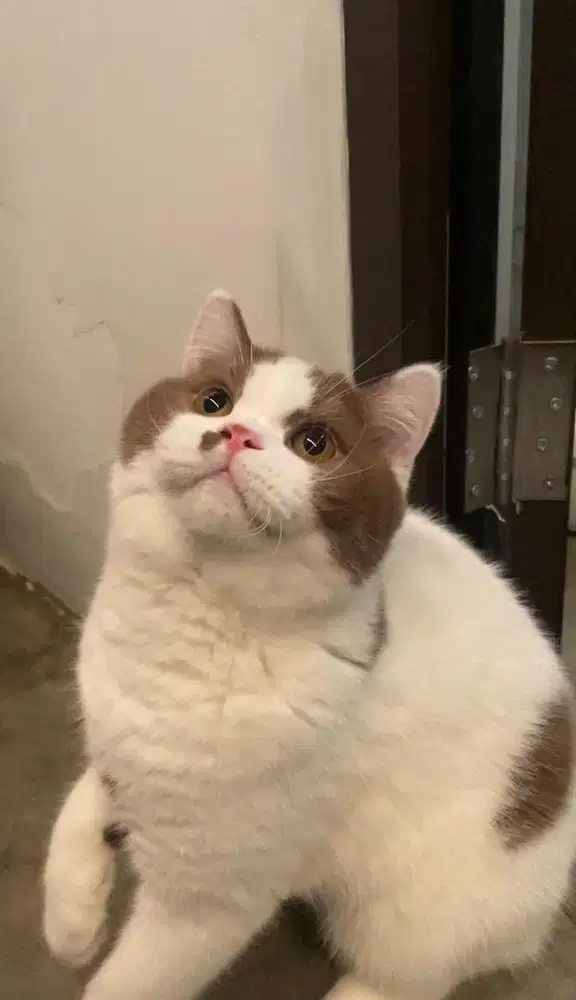 British Shorthair Cinnamon Harleyquinn