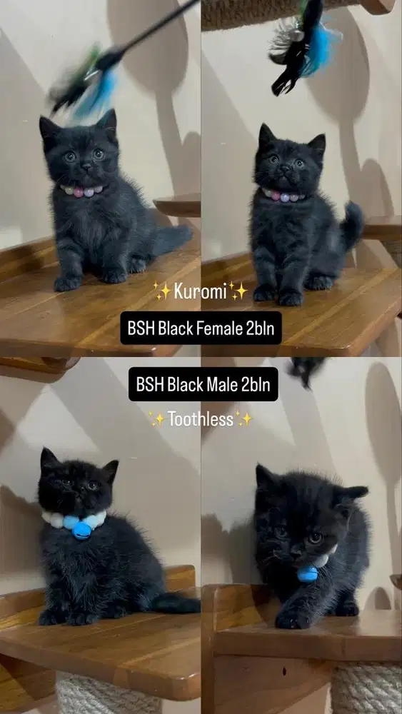 Kitten BSH British Shorthair Black Pedigree WCF Male or Female