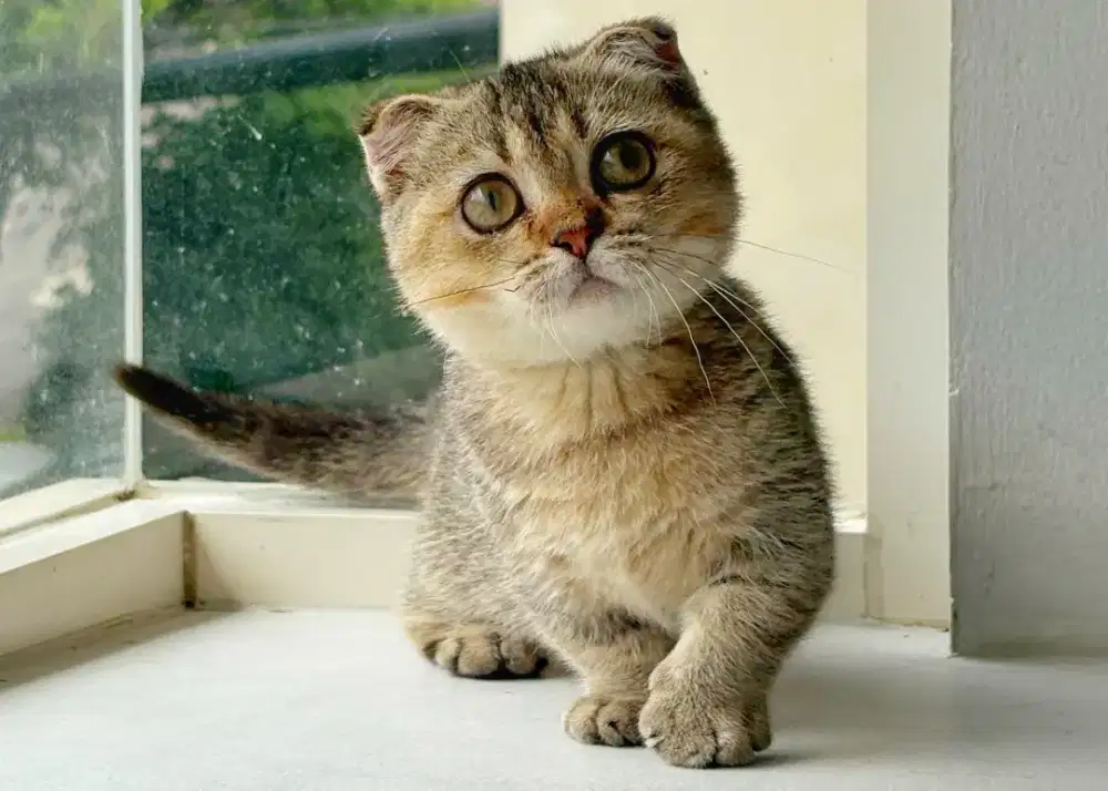 munchkin Gaelic betina