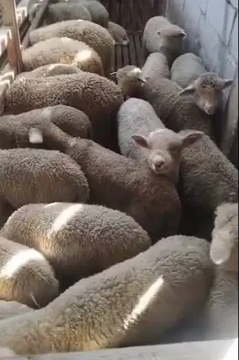 5 ekor anakan bibit domba hias merino 4 bulanan 1 jantan 4 betina unik