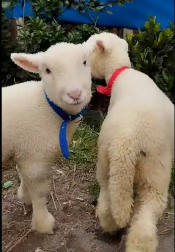 5 ekor anakan bibit domba hias merino 4 bulanan 1 jantan 4 betina unik