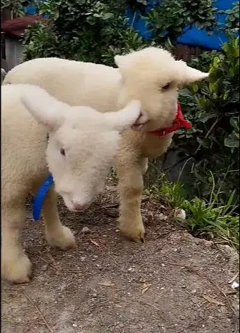 5 ekor anakan bibit domba hias merino 4 bulanan 1 jantan 4 betina unik