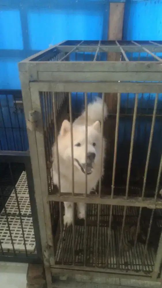 Samoyed mix chow chow