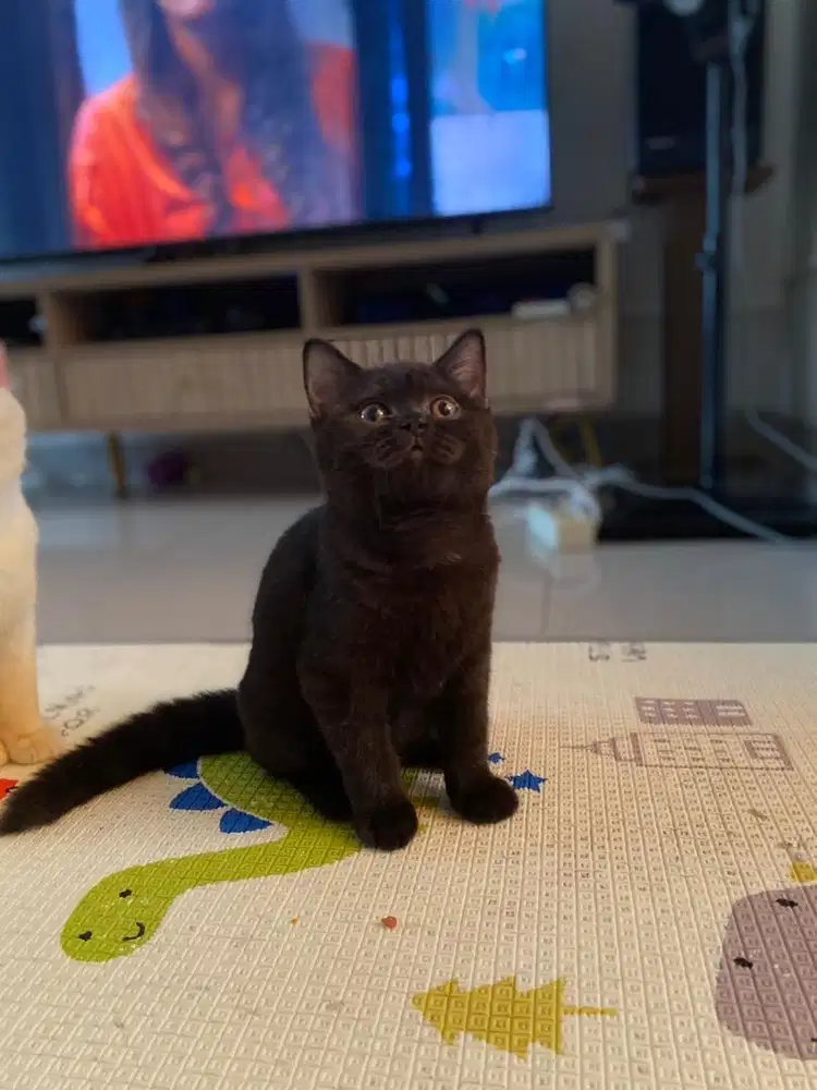 British shorhair Black Solid