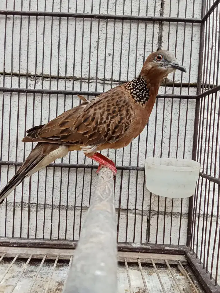 tikukur jantan jual fullset