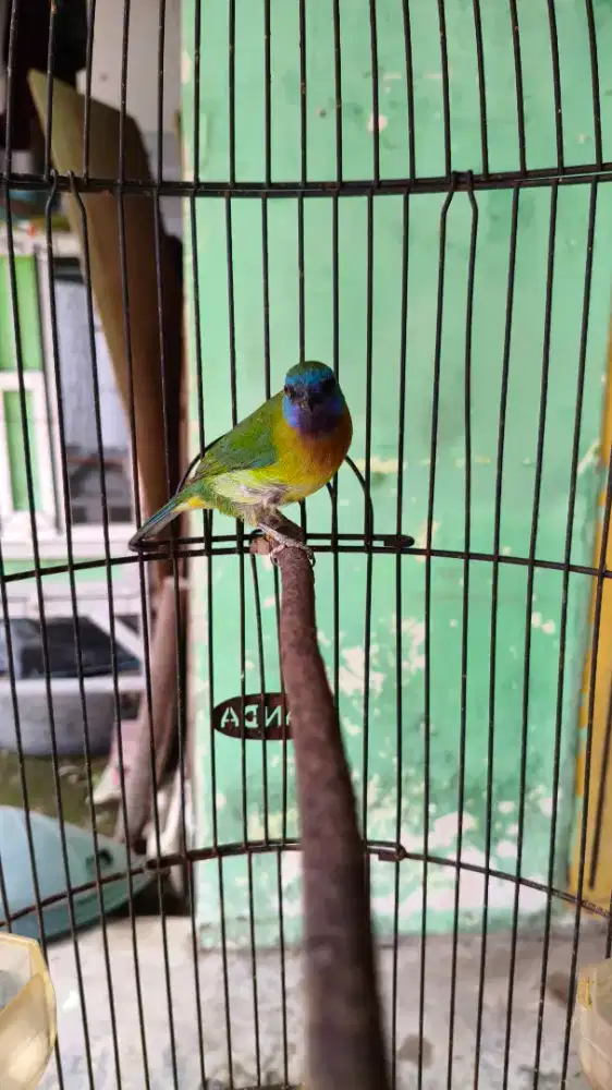 Cucak Kinoy Sepasang