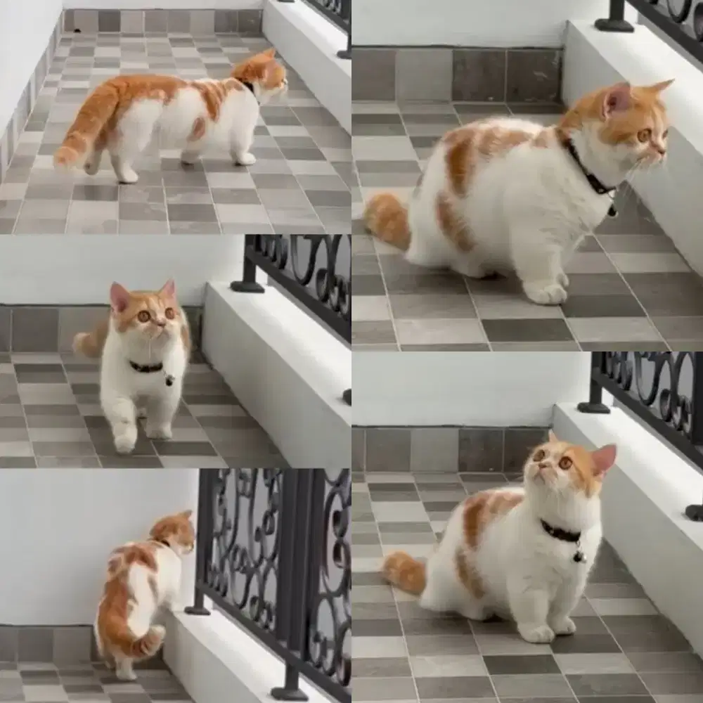 Munchkin Bsh steril jantan