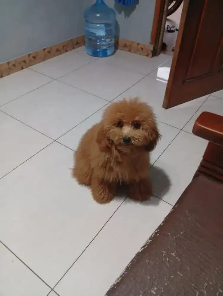 Anjing poodle male 8bl sertifikat