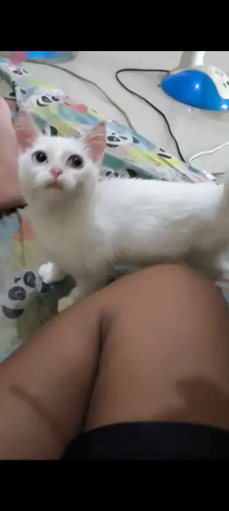 British Shorthair / kucing Odd eyes